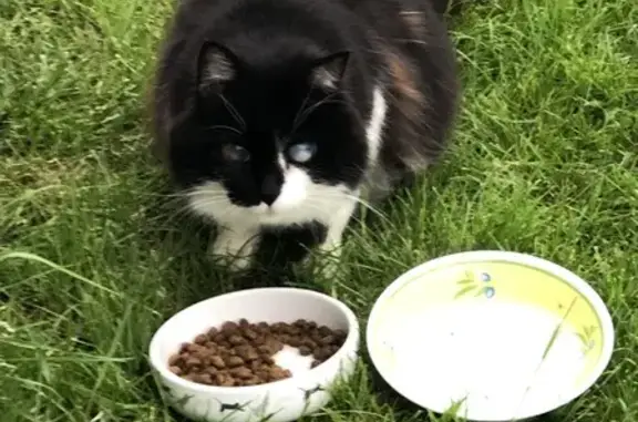 Chat sociable trouvé à Cahuzac - photo