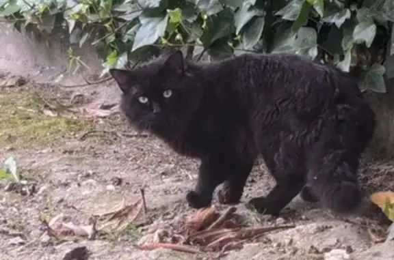 Gato Negro Asustado Perdido - ¡Ayuda!