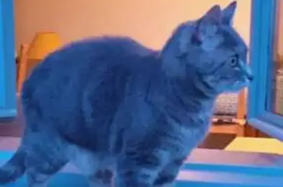 Animaux perdus Limoges, photo: Mia, chatte grise, disparue