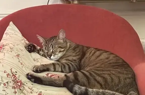Chat trouvé à Montpellier - photo