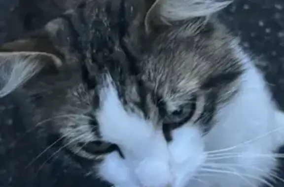 Chat tigré blanc/gris perdu - Feurs - photo