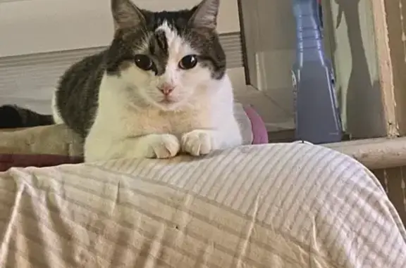 Animaux perdus Douzy, photo: Chatte perdue à Douzy, 3 ans