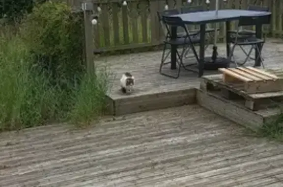 Chat inconnu à Saint-Sylvain - photo