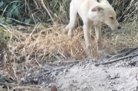 ¡Perro Joven Hallado en Puñanilla!