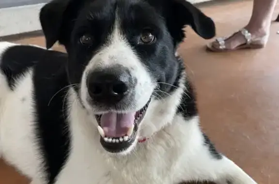 Chien croisé trouvé à Sassenage - photo