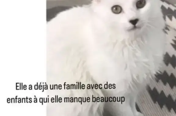 Chatte Nina blanche disparue - photo