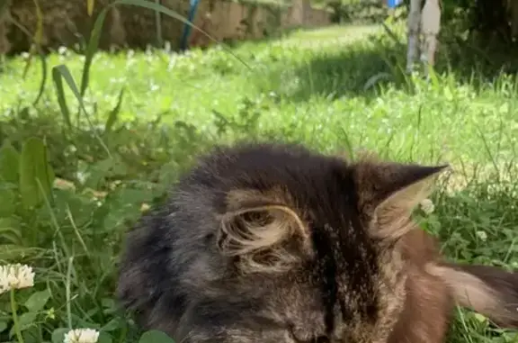 Chatte marron/noir tigré trouvée - photo