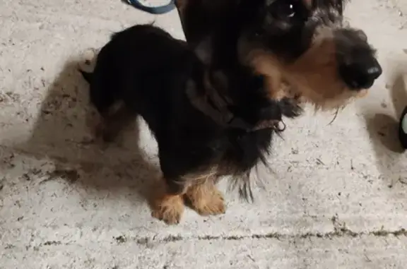 Teckel mâle trouvé à Payns - photo