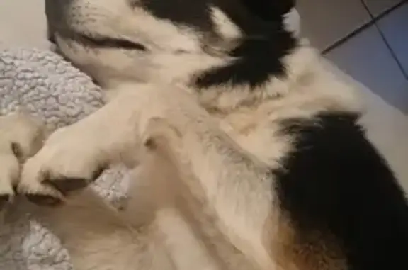 Chien mâle perdu à Galapian - photo