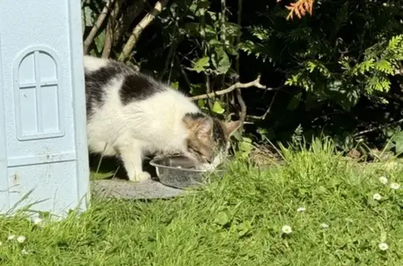 Chat blanc et gris perdu à Choisy - photo