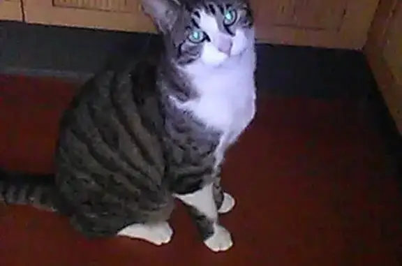 Animaux perdus Guérard, photo: Chatte tigrée perdue à Guérard