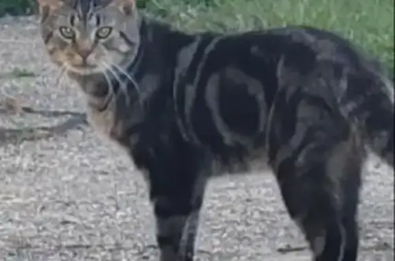 Lost Tabby Cat in Lakehurst, NJ 💔🐾 Help!