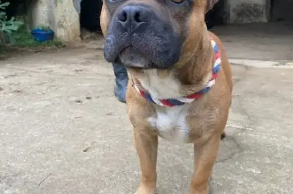 Chien perdu recueilli à Pontacq - photo