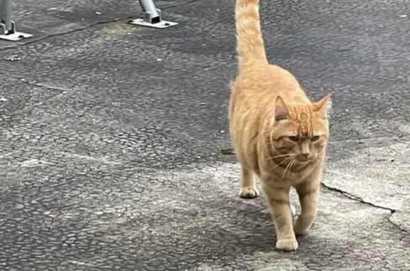 Chat trouvé Châteauroux, photo: Chat roux perdu retrouvé