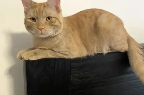 Lost Ginger Cat Rasta - Help Find Him!