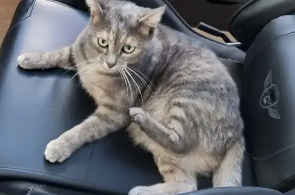 Animaux perdus Nantes, photo: Chat blessé disparu à Nantes