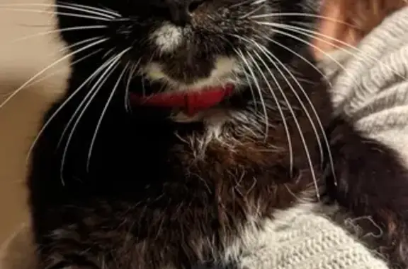 Animaux perdus La Couronne, photo: Chat noir et blanc perdu, 19 ans