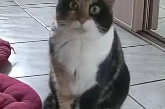 Chat perdu, Eschau, photo: Chatte tricolore disparue à Eschau