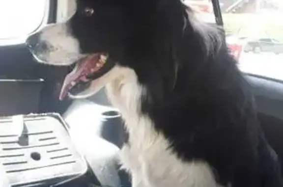 Chien trouvé Thônes, photo: Border Collie perdu à Thônes