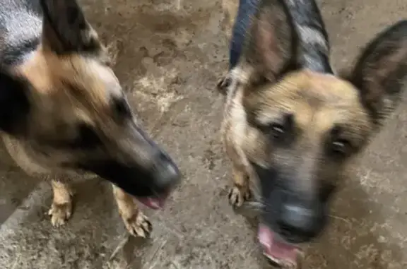 Chien trouvé , photo: Trouvaille: 2 Bergers à Blaru