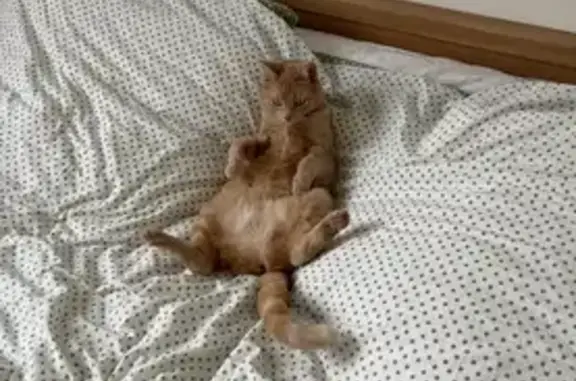 Chat perdu, Cugnaux, photo: Chatte rousse disparue à Cugnaux