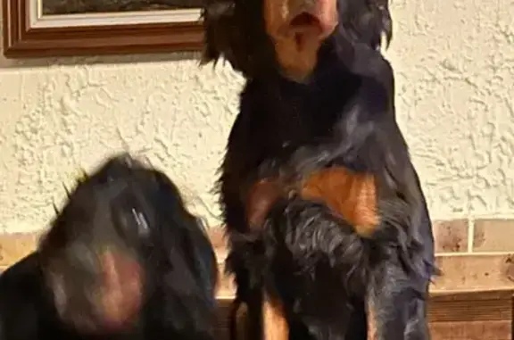 Chien perdu , photo : Alerte: 2 Chiens Perdus à Marillac