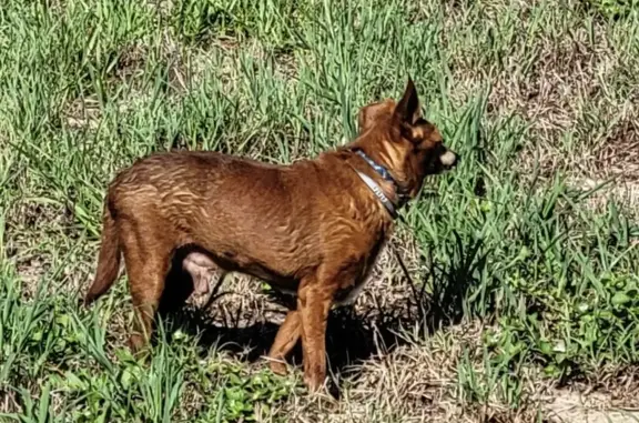 Found: Senior Brown Dog in Timber Pines!