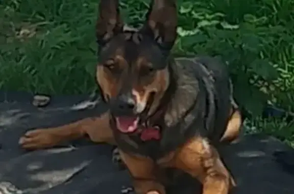 Chien perdu , photo : Chien Croisé Malinois Perdu