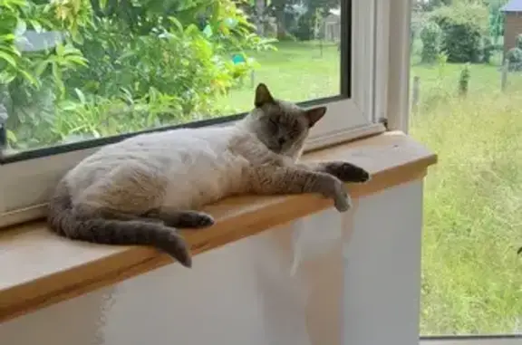 Animaux trouvés , photo: Chat siamois trouvé à Montval