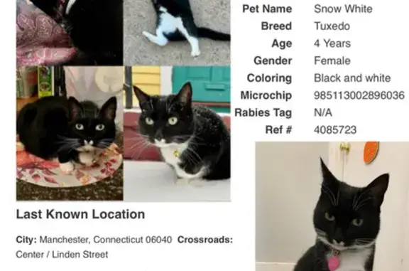 Lost Tuxedo Cat: Help Find Our Beloved Pet!