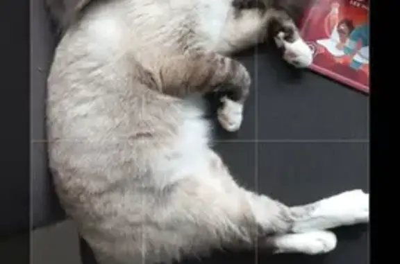 Chat perdu, Tartas, photo: Chat Siamois Perdu à Tartas