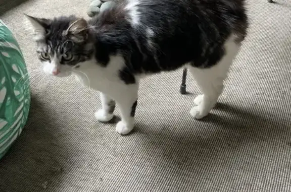 Chatte errante soignée à Laval - photo