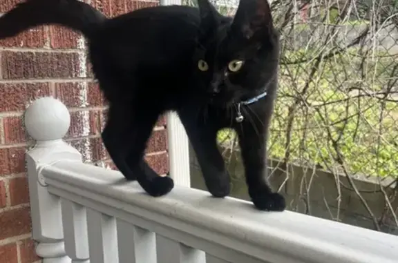 Lost Kitten Alert: Black & Blue Collar - 85 Alberta Ave