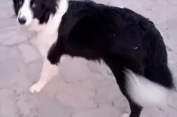 Perros perdidos, , foto: ¡Ayuda! Perro Borden Kolin Perdido en Júzcar