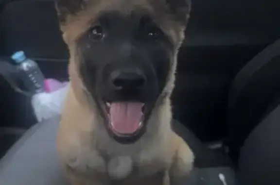 Chien perdu , photo : Chiot Malinois Perdu près d'Osselle