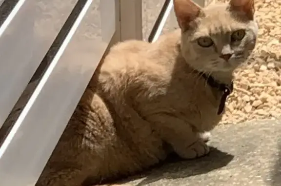Animaux trouvés Perpignan, photo: Chatte beige enceinte trouvée