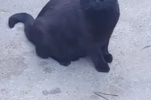 Gatos perdidos, , foto: ¡Ayuda! Gato Comunitario Negro Extraviado - Campo-Mijas