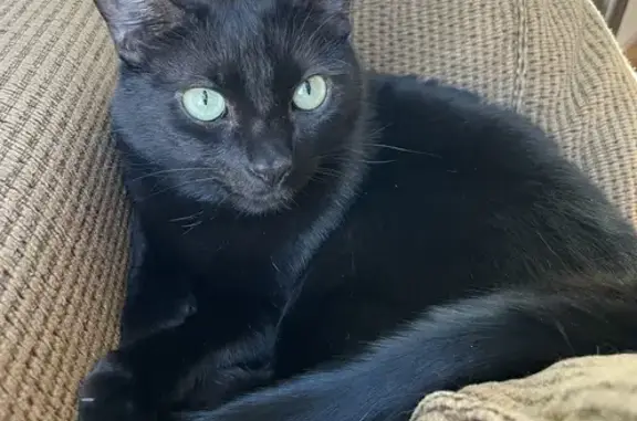 Lost Black Cat in Hoboken - Help Find Him!