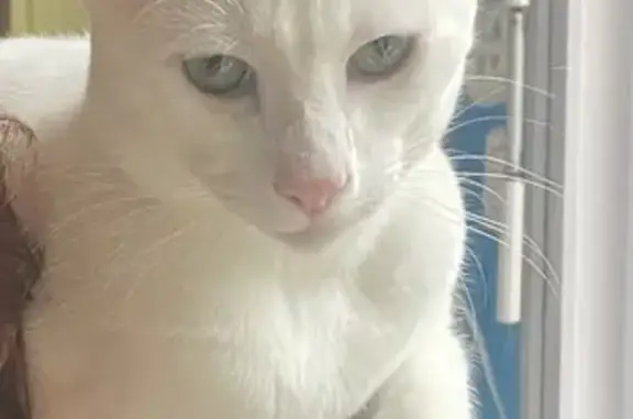 Animaux perdus Rouen, photo: Chat blanc perdu à Rouen, 9 mois