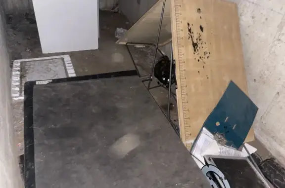 Chat trouvé Firminy, photo: Sauvetage de chats en détresse