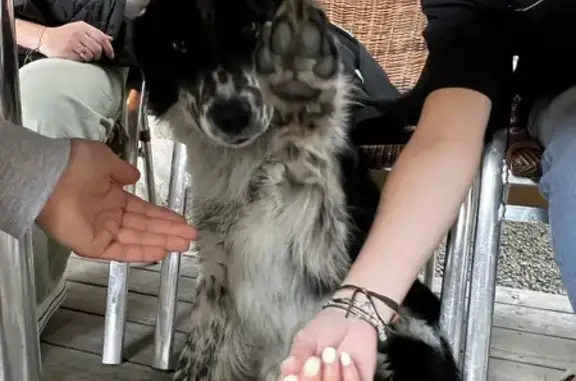 Chien trouvé Megève, photo: Border Collie perdu à Megève