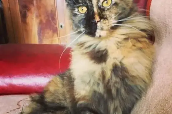 Chat perdu, Larche, photo: Chatte Maine Coon perdue - Noisette