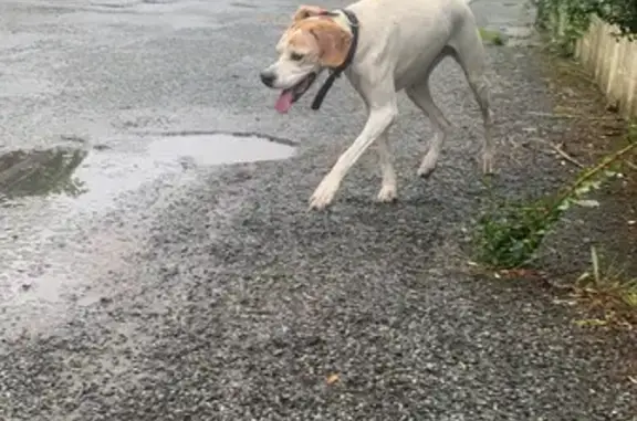 Chienne perdue à Laval cherche foyer - photo