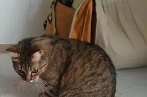Chat perdu, Bons-en-Chablais, photo: Chatte fauve perdue à Bons-en-Chablais