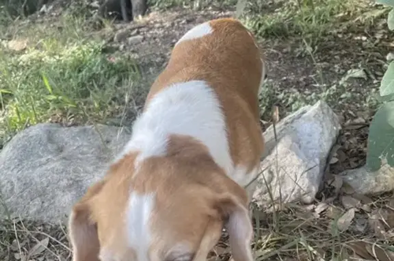 Found: Gentle Limping Dog in San Antonio