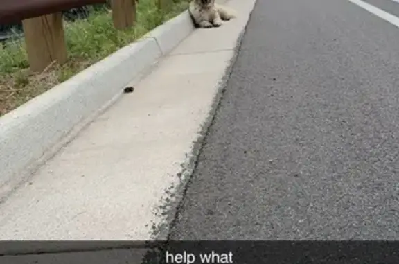 Found! Blue-Eyed German Shepherd on N 30th St