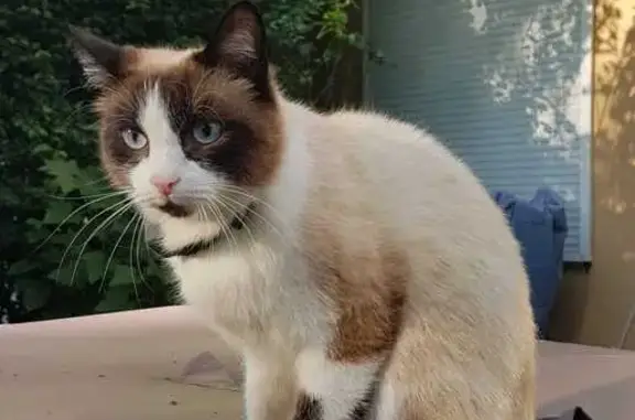Animaux perdus Fresnes, photo: Chat siamois perdu à Fresnes