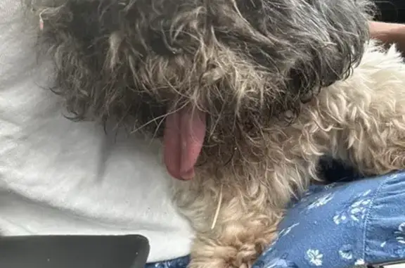 Trouvée: Shi Tzu âgée à Ajaccio - photo
