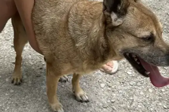 Chien perdu à Entraigues 828 - photo