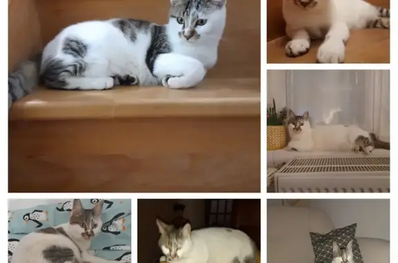 Animaux perdus Saint-Martin-le-Beau, photo: Chat blanc-gris perdu à Saint-Martin